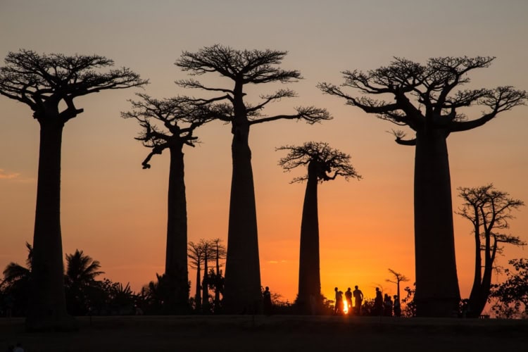 Baobab Trees In Madagascar